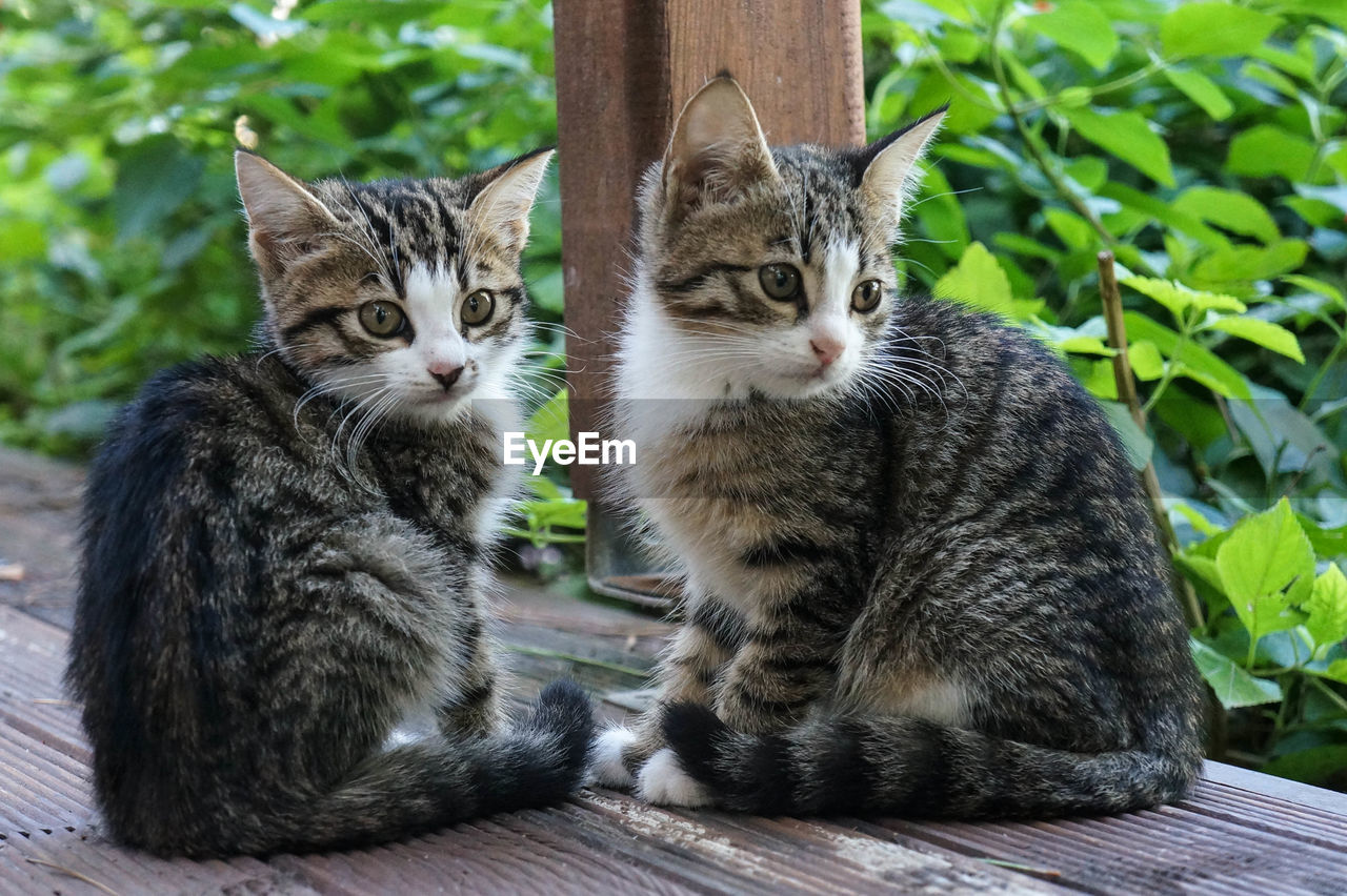 Portrait of two kittens sitting by plants