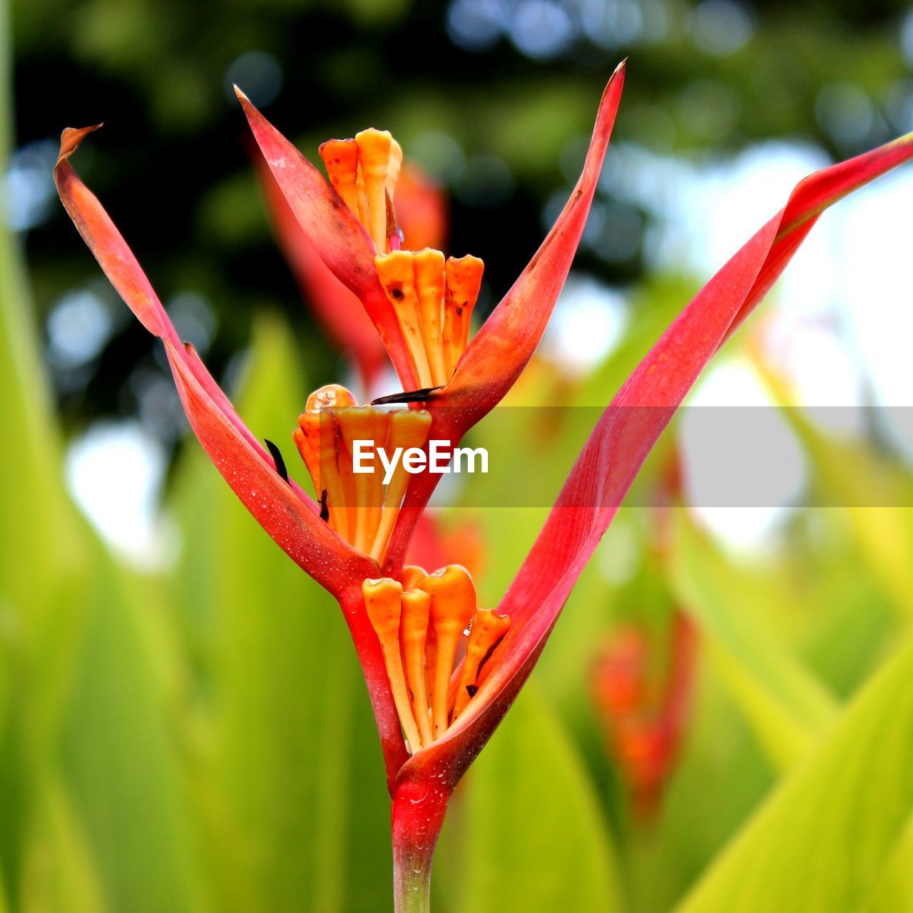 CLOSE-UP OF RED FLOWERS