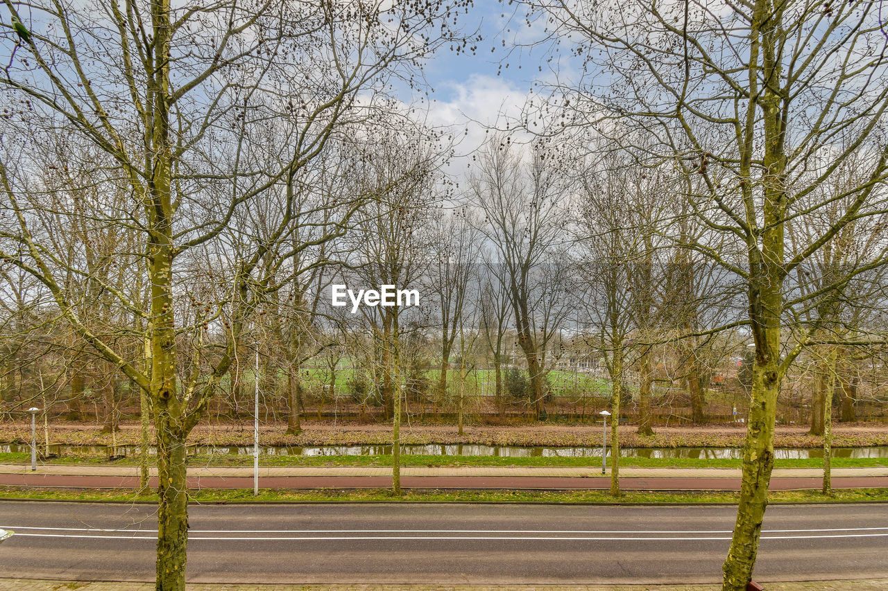 trees on field