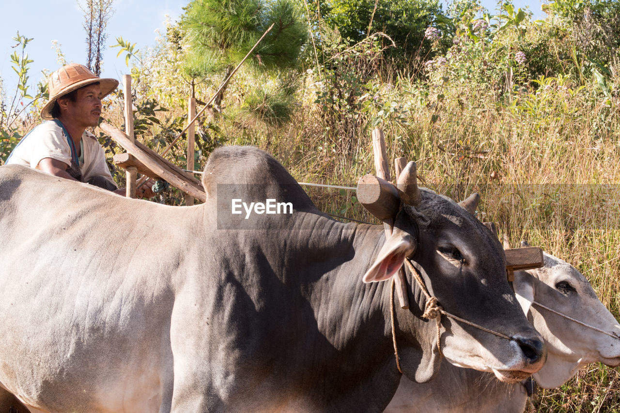 COW IN FIELD