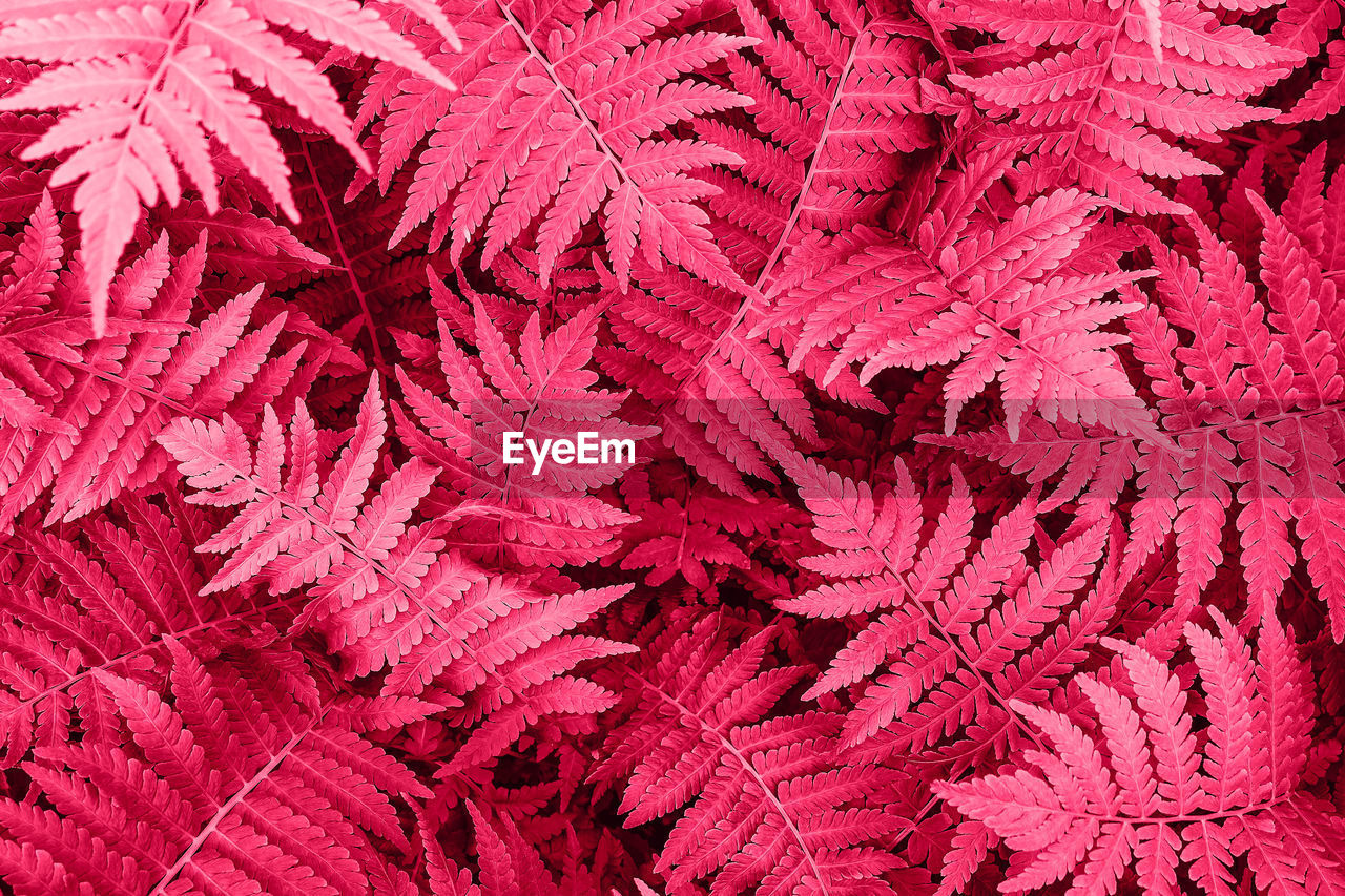 Fern leaves close-up as background. color of year 2023, viva magenta.