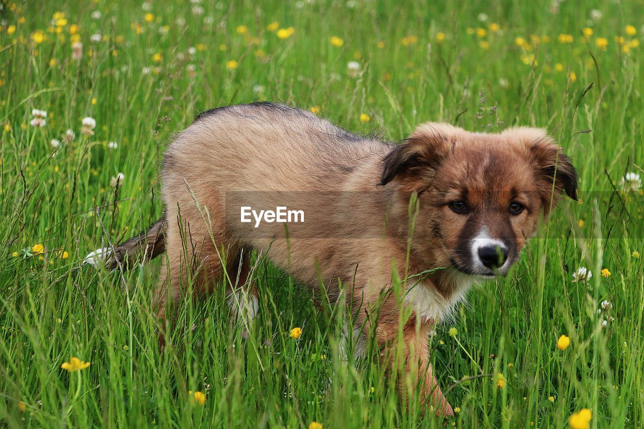 VIEW OF A DOG ON GRASS