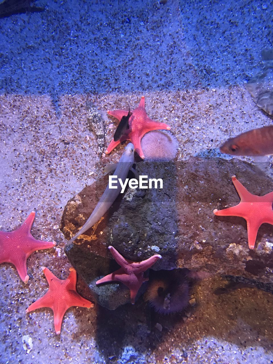 CLOSE-UP OF TURTLE IN AQUARIUM