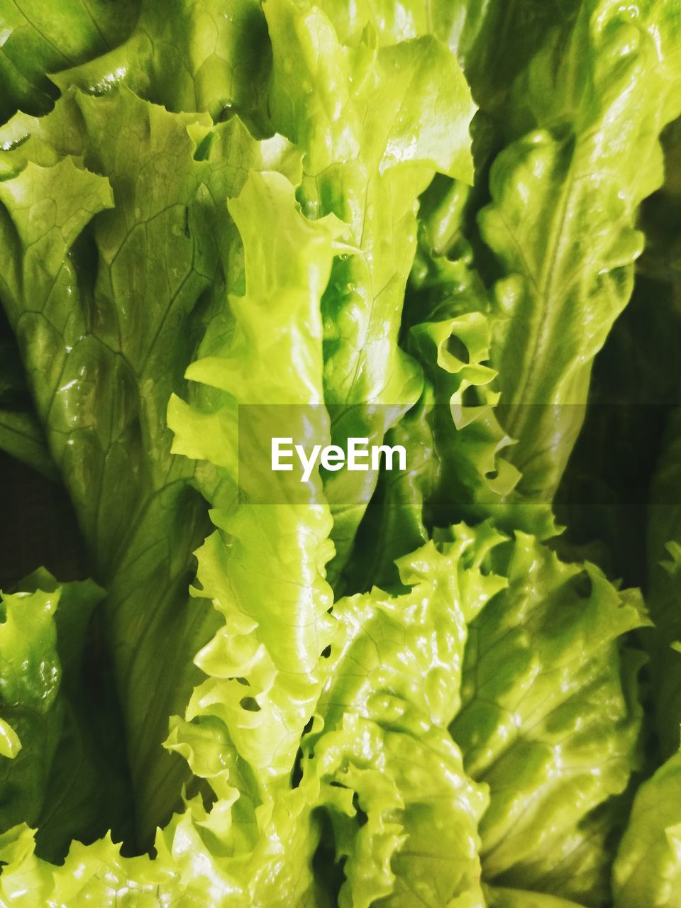 FULL FRAME SHOT OF SALAD