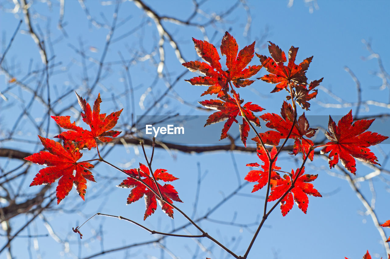 autumn, leaf, plant part, tree, nature, red, plant, branch, beauty in nature, maple leaf, maple, sky, maple tree, no people, outdoors, day, tranquility, flower, focus on foreground, environment, low angle view, close-up, orange color, clear sky, blue, scenics - nature