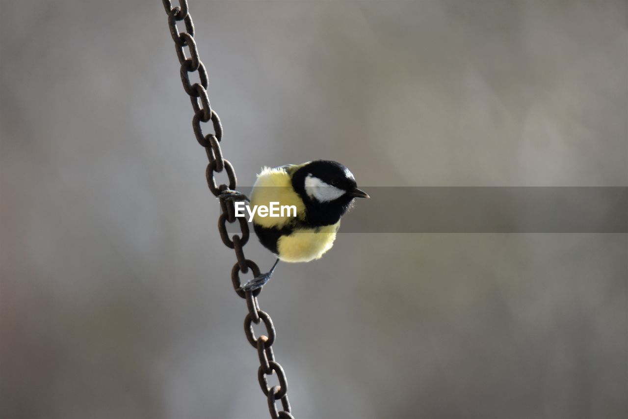 Close-up of great tit perching on chain