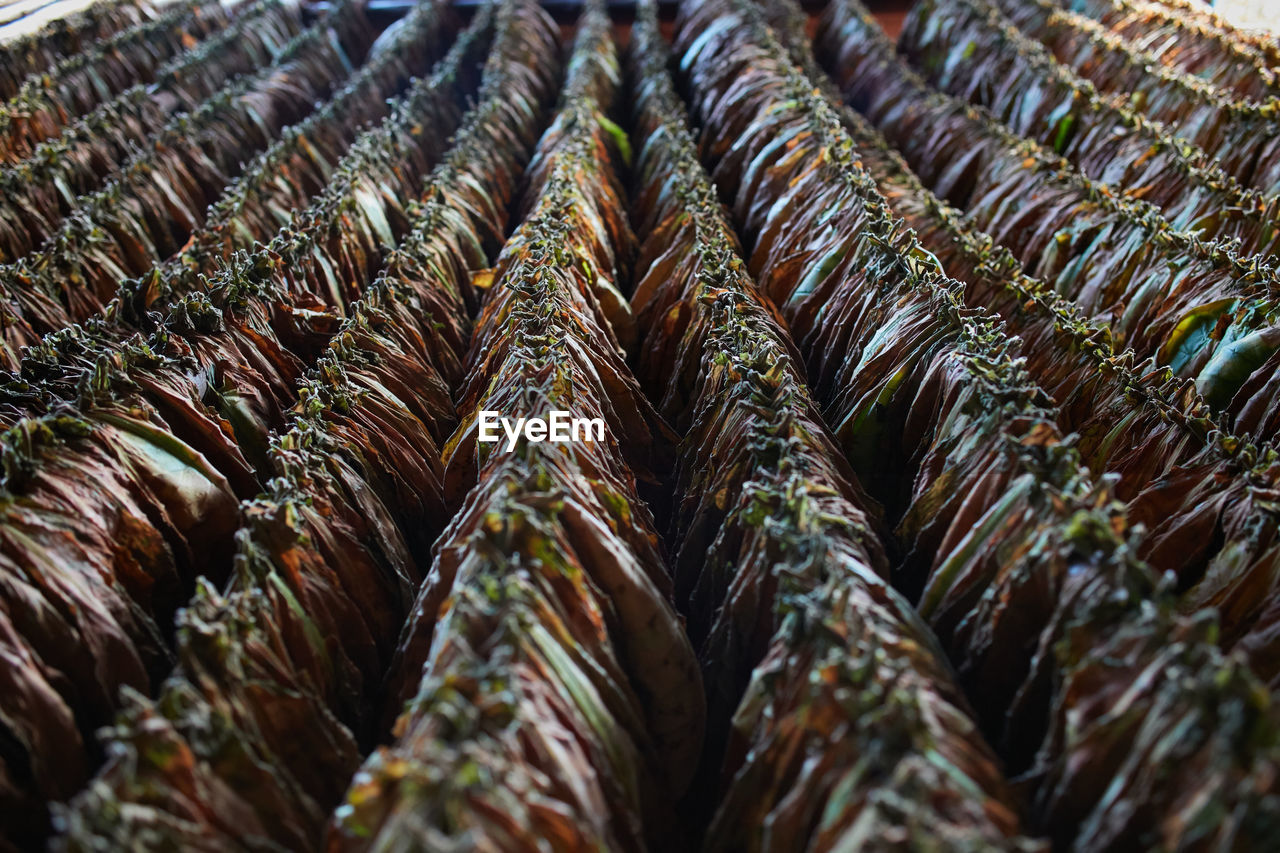 Full frame shot of tobacco leaves