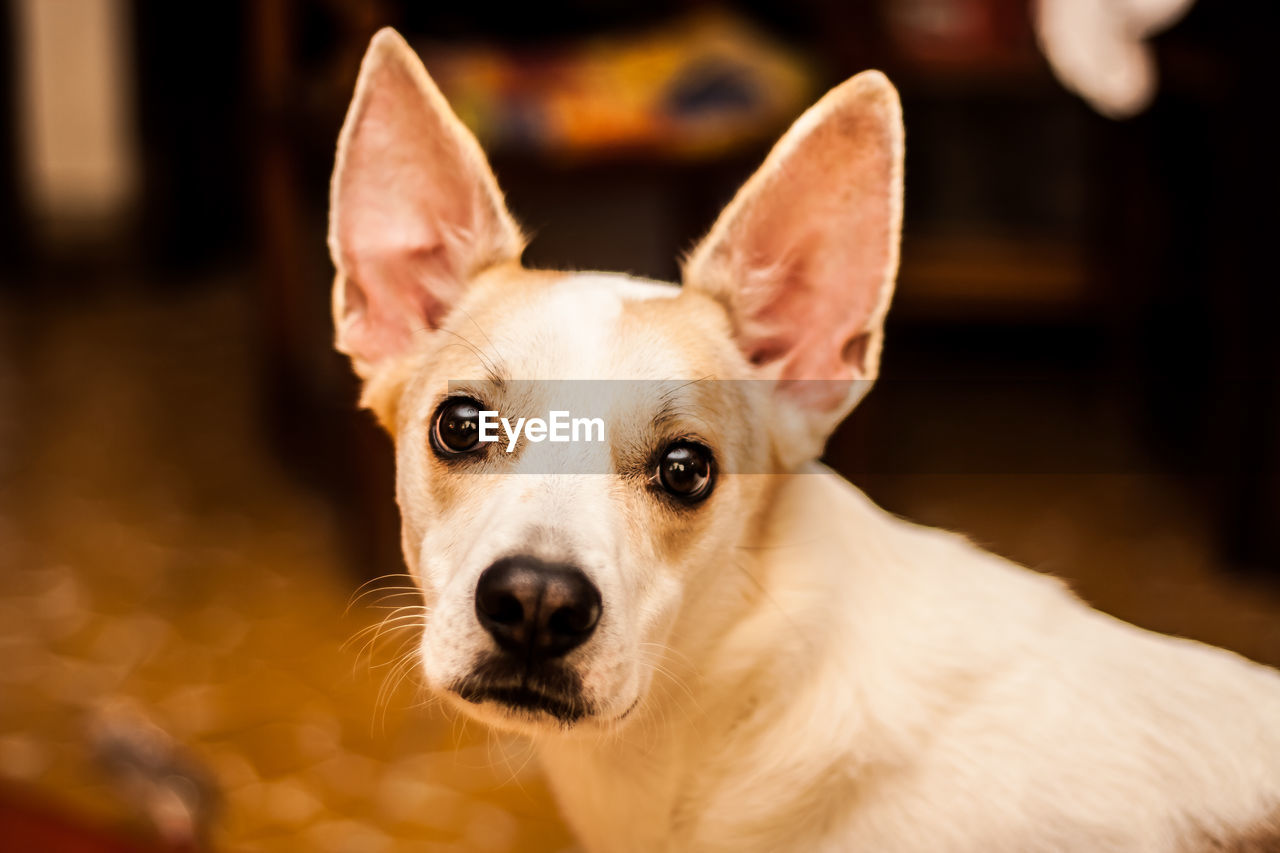 Close-up portrait of dog