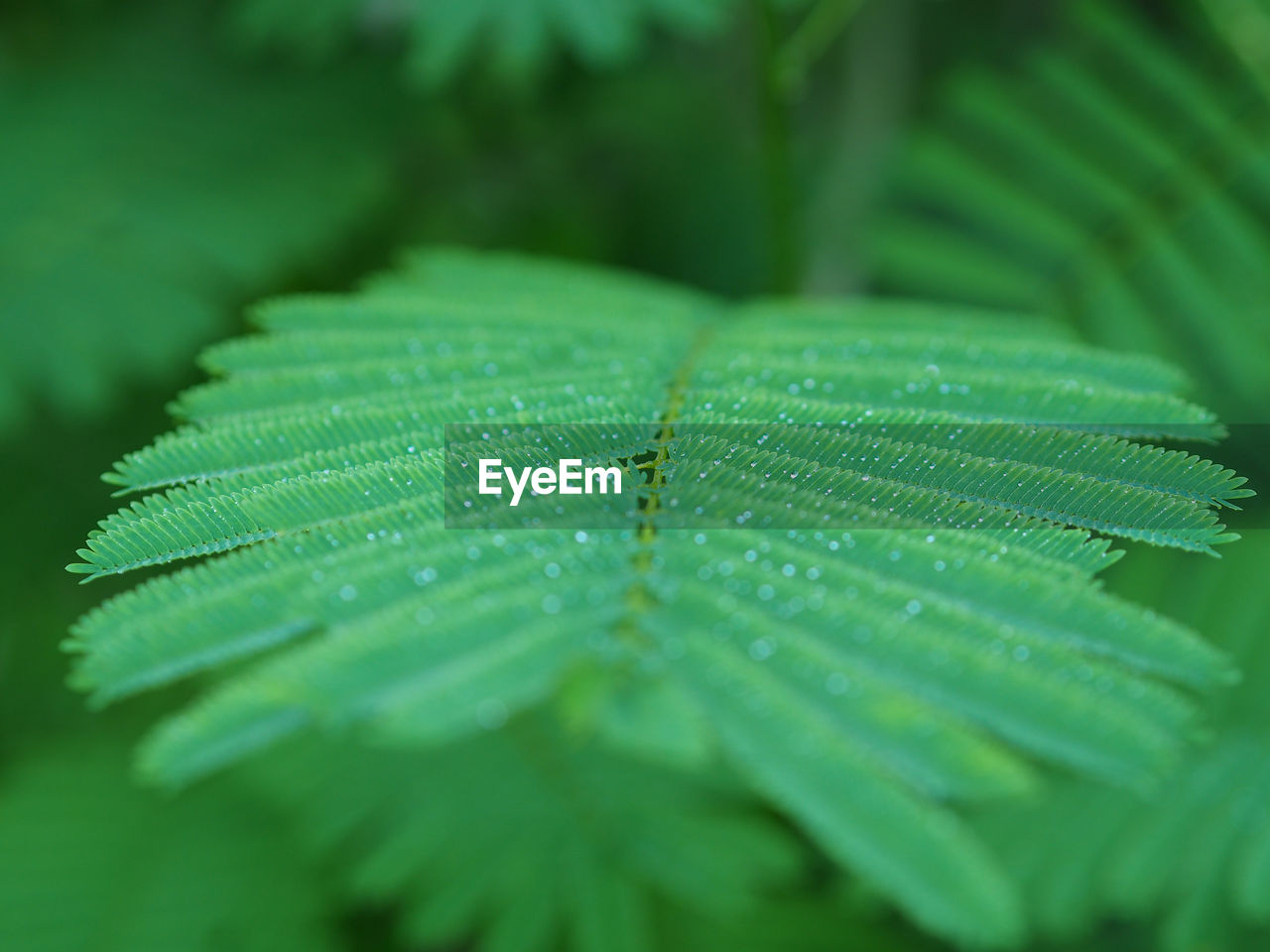 Close-up of wet plant leaves