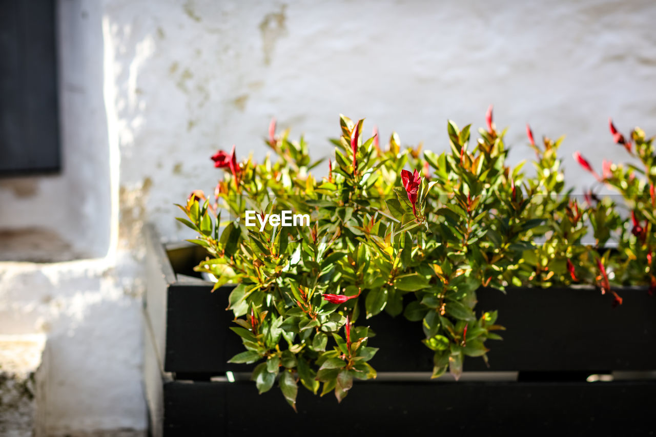 Flowers on plant pot