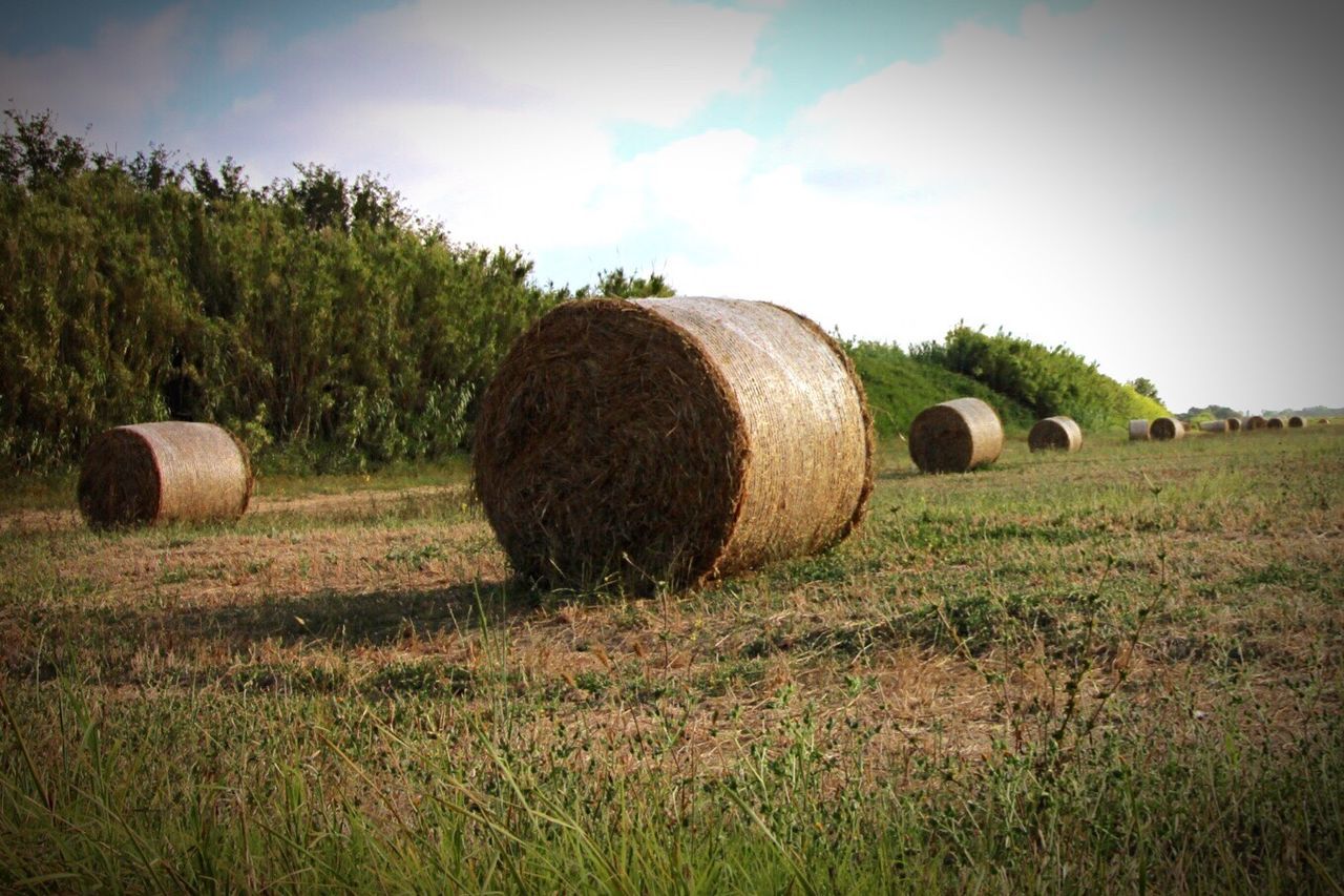 Hay bales in field