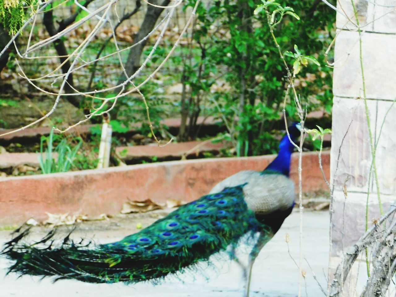 CLOSE-UP OF PEACOCK ON BLUE WALL