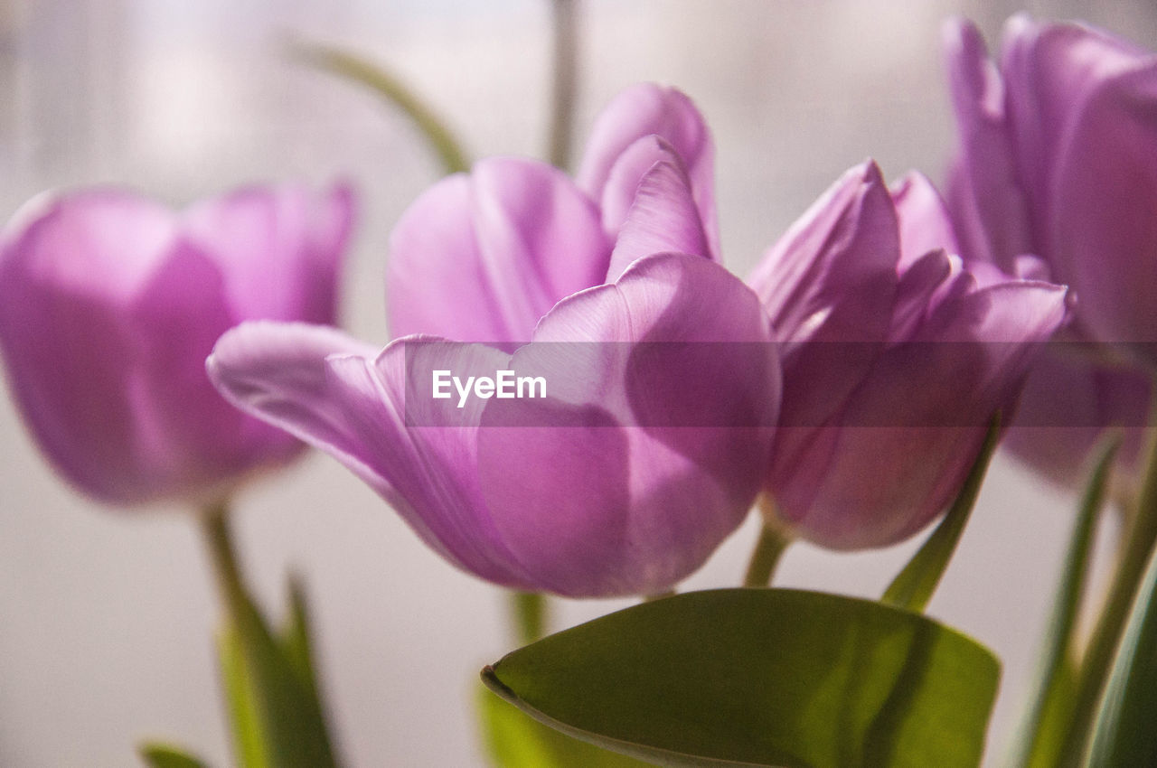 CLOSE-UP OF PINK TULIPS