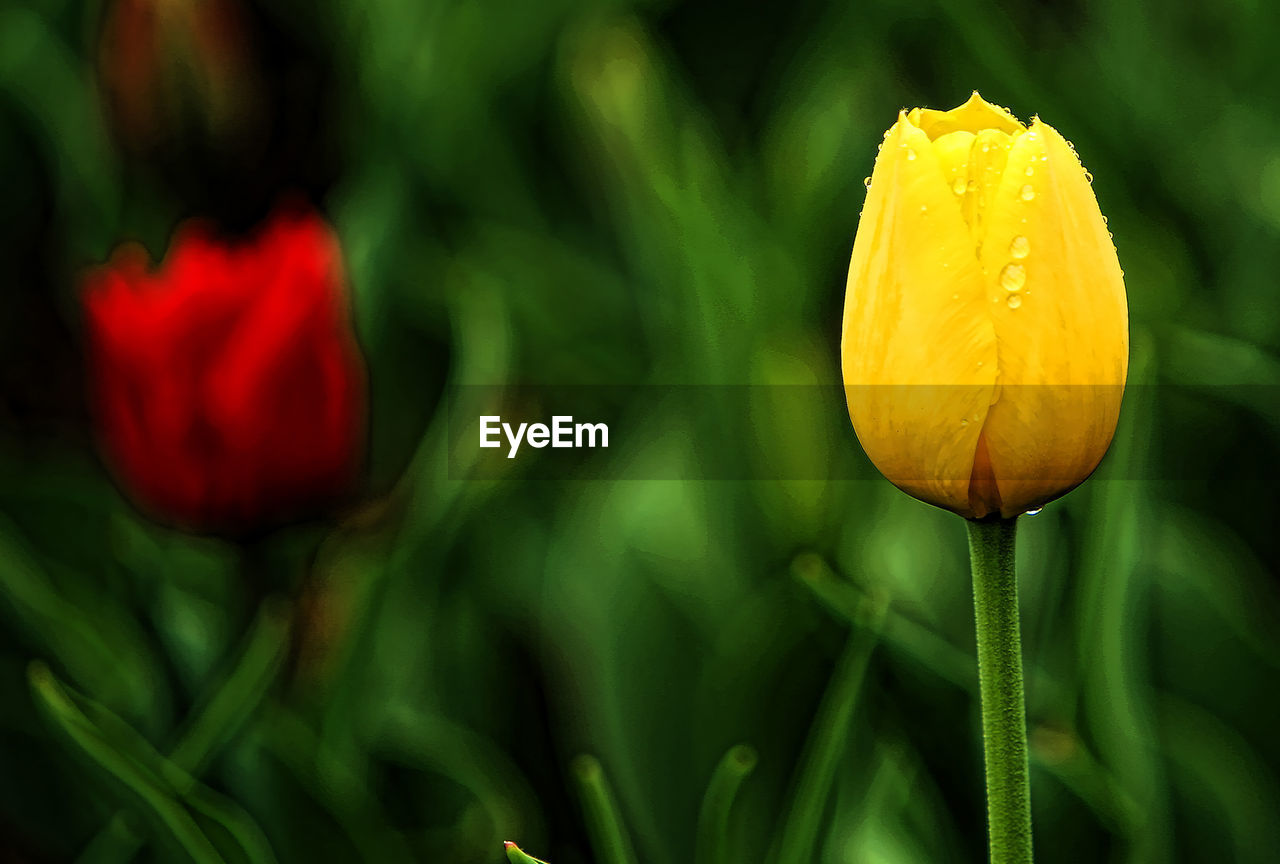 Close-up of fresh yellow flower blooming outdoors