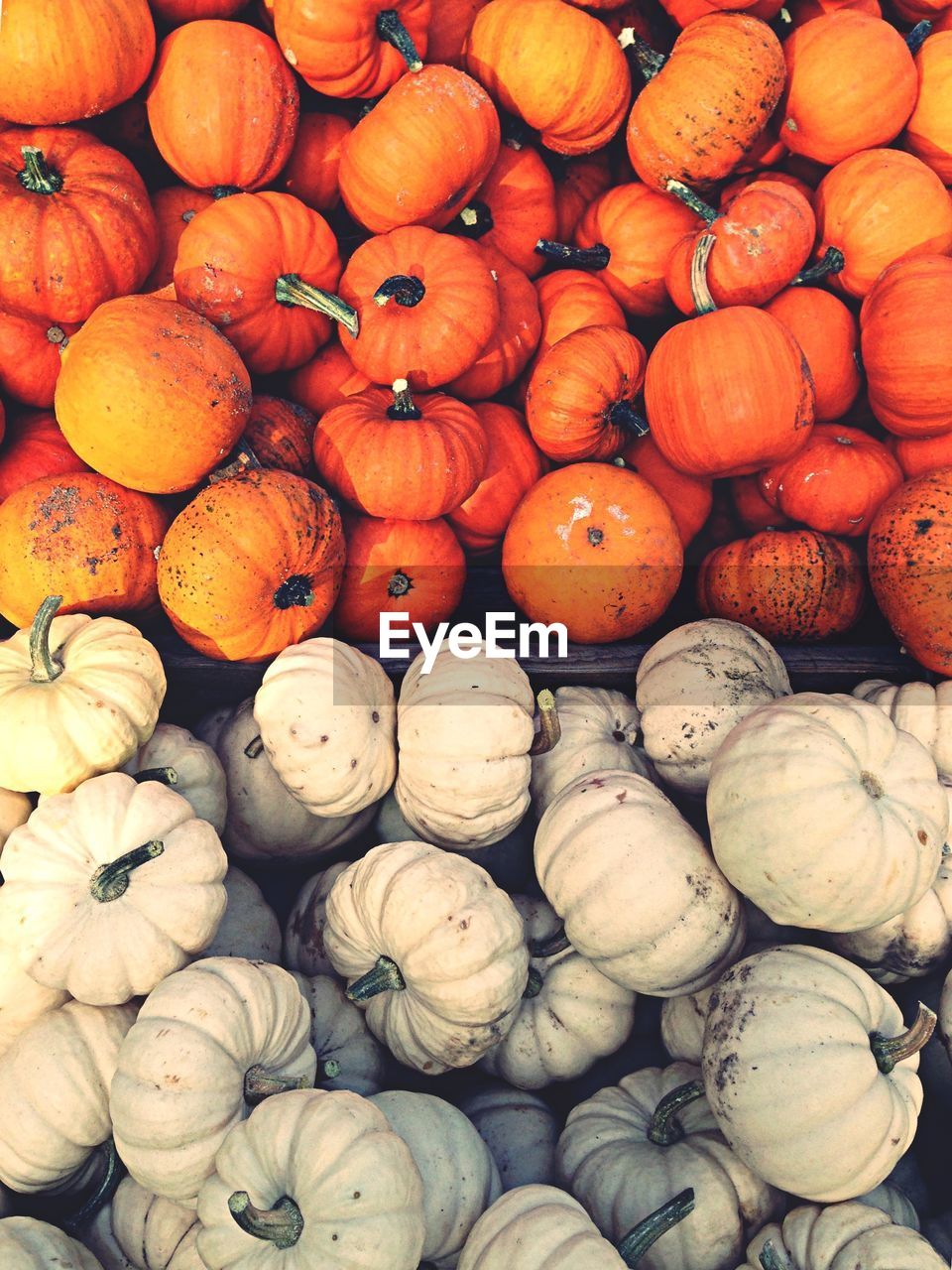 Orange and white pumpkins