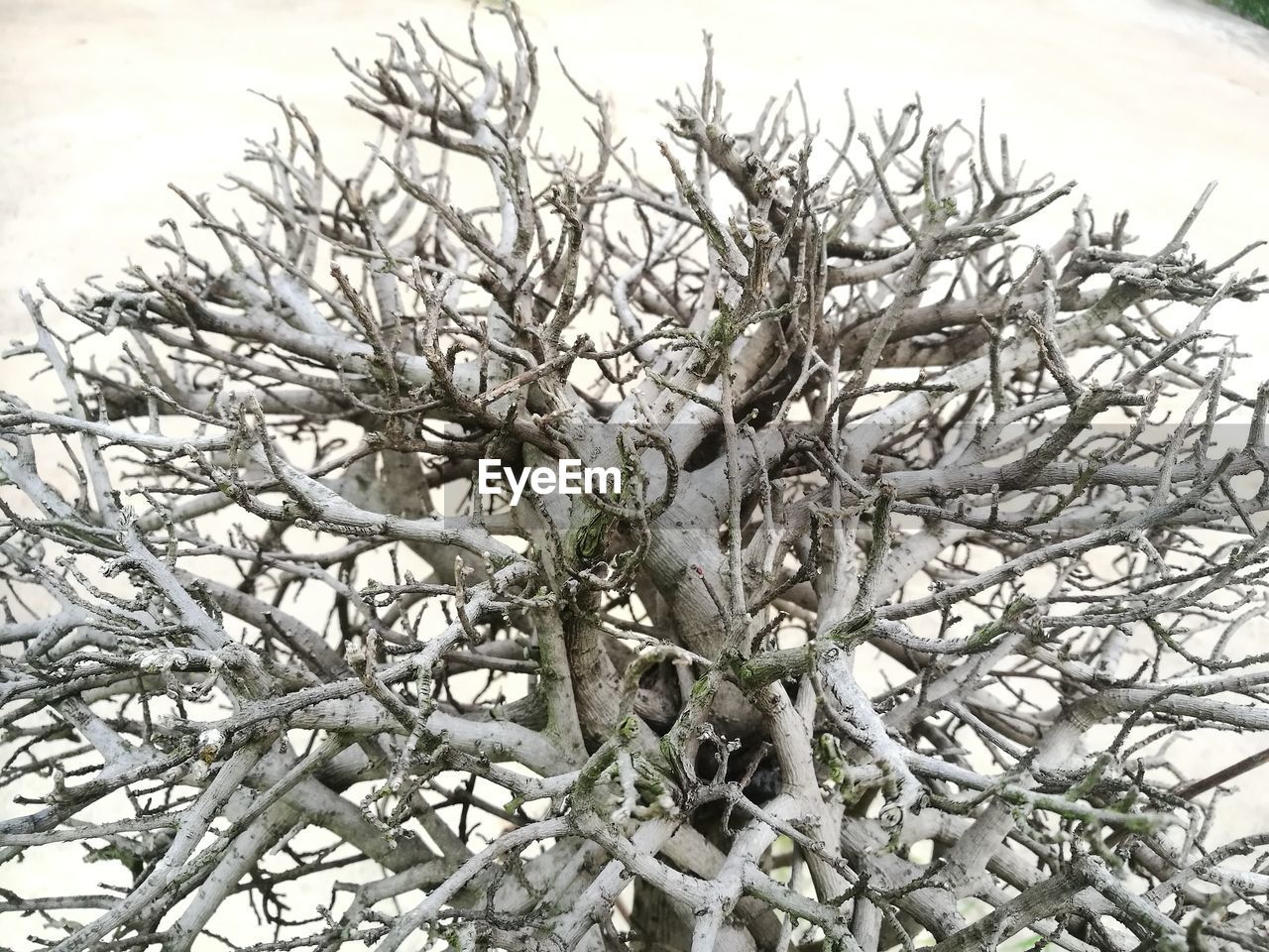 CLOSE-UP OF SNOW ON PLANT