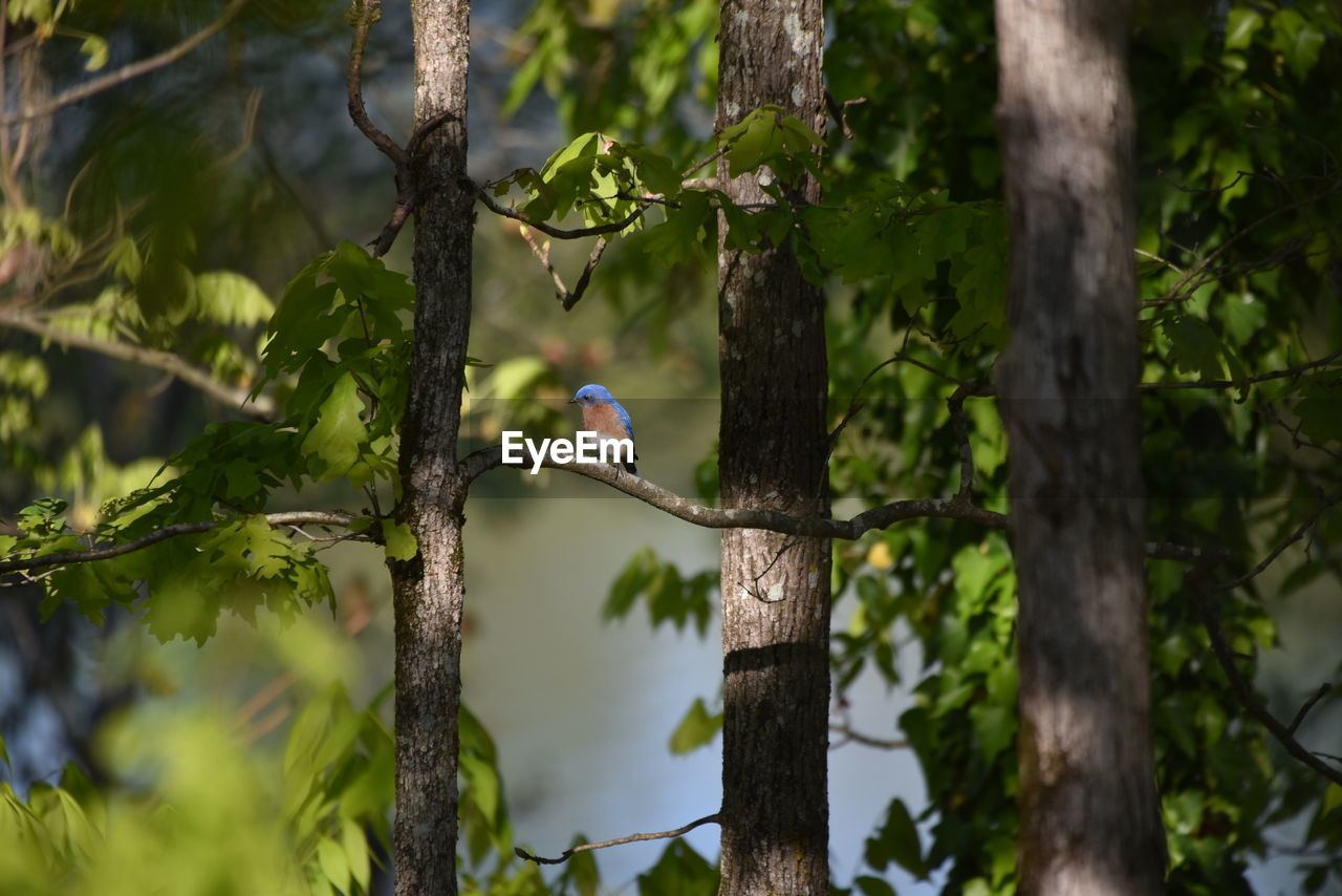 Bird perching on a tree