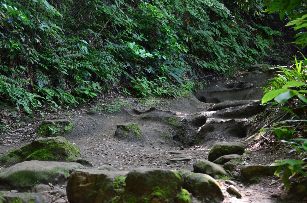 STREAM PASSING THROUGH FOREST