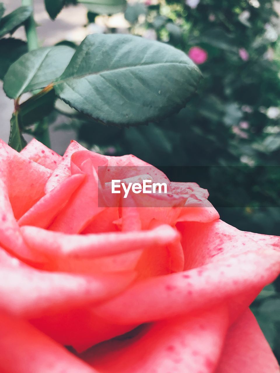Close-up of pink rose