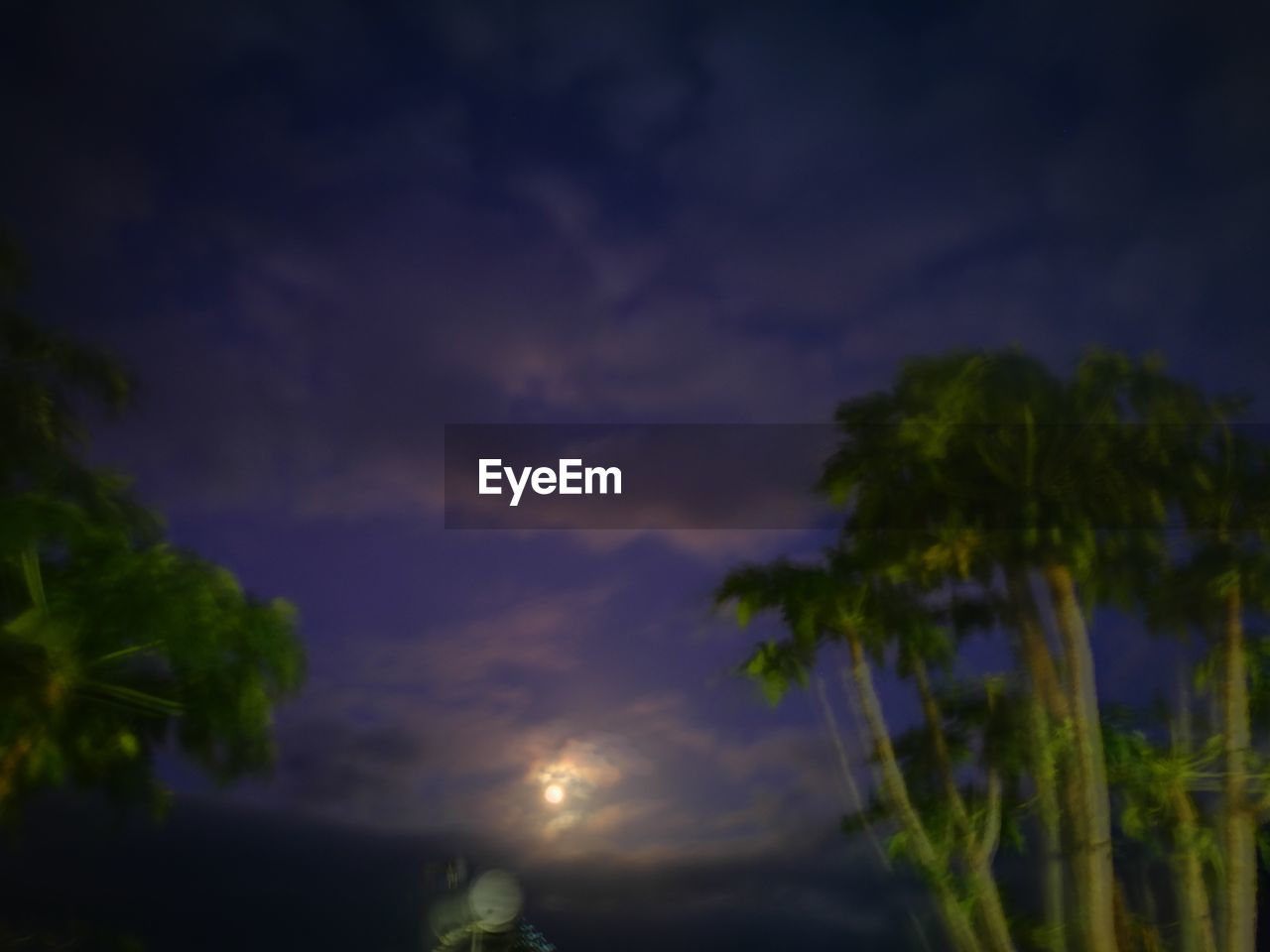 LOW ANGLE VIEW OF PALM TREES AGAINST SKY