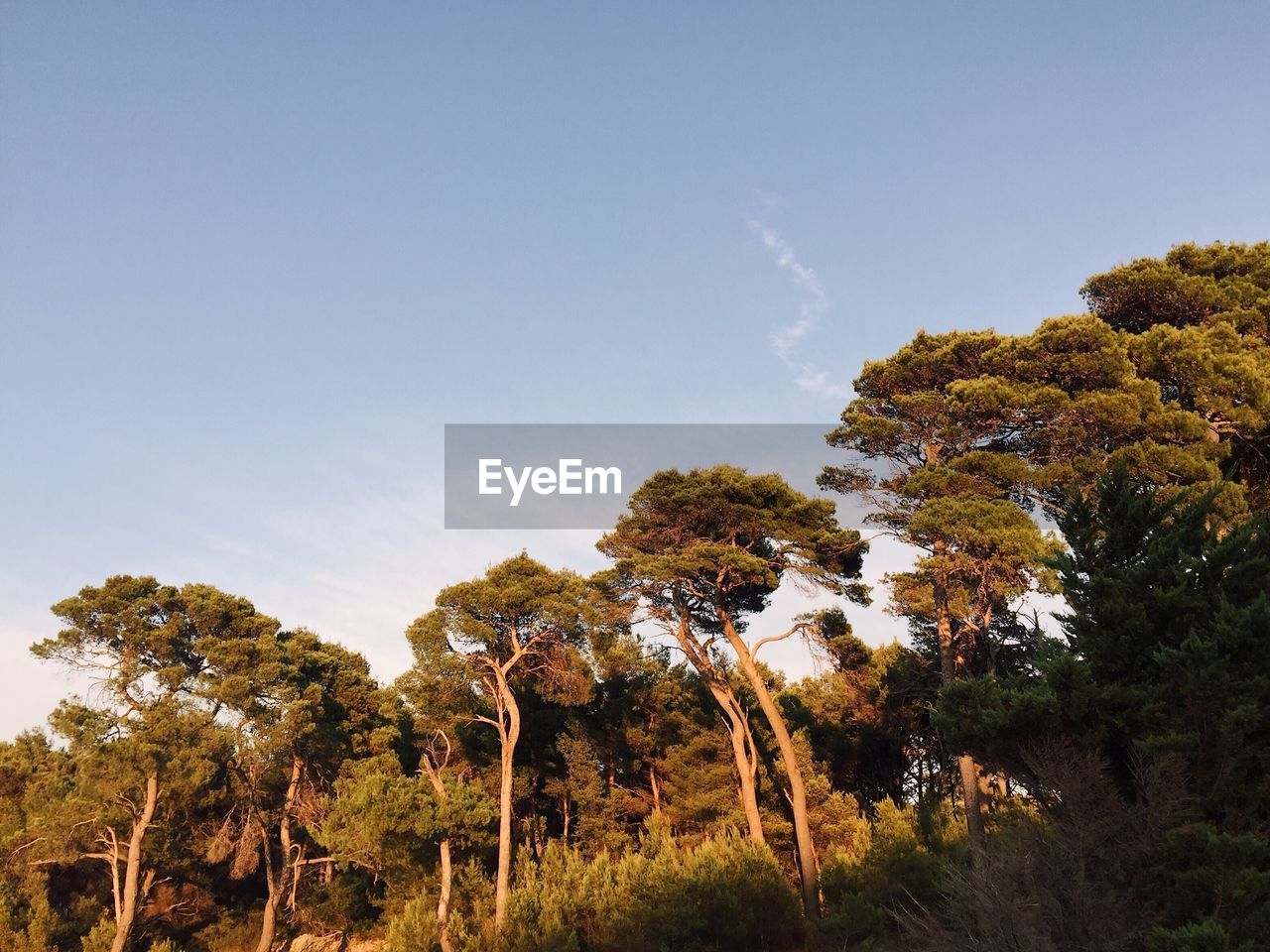 Trees on landscape against sky