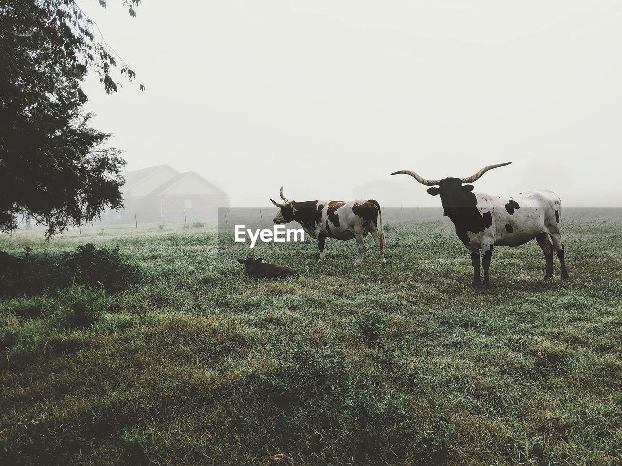 COWS IN A FIELD