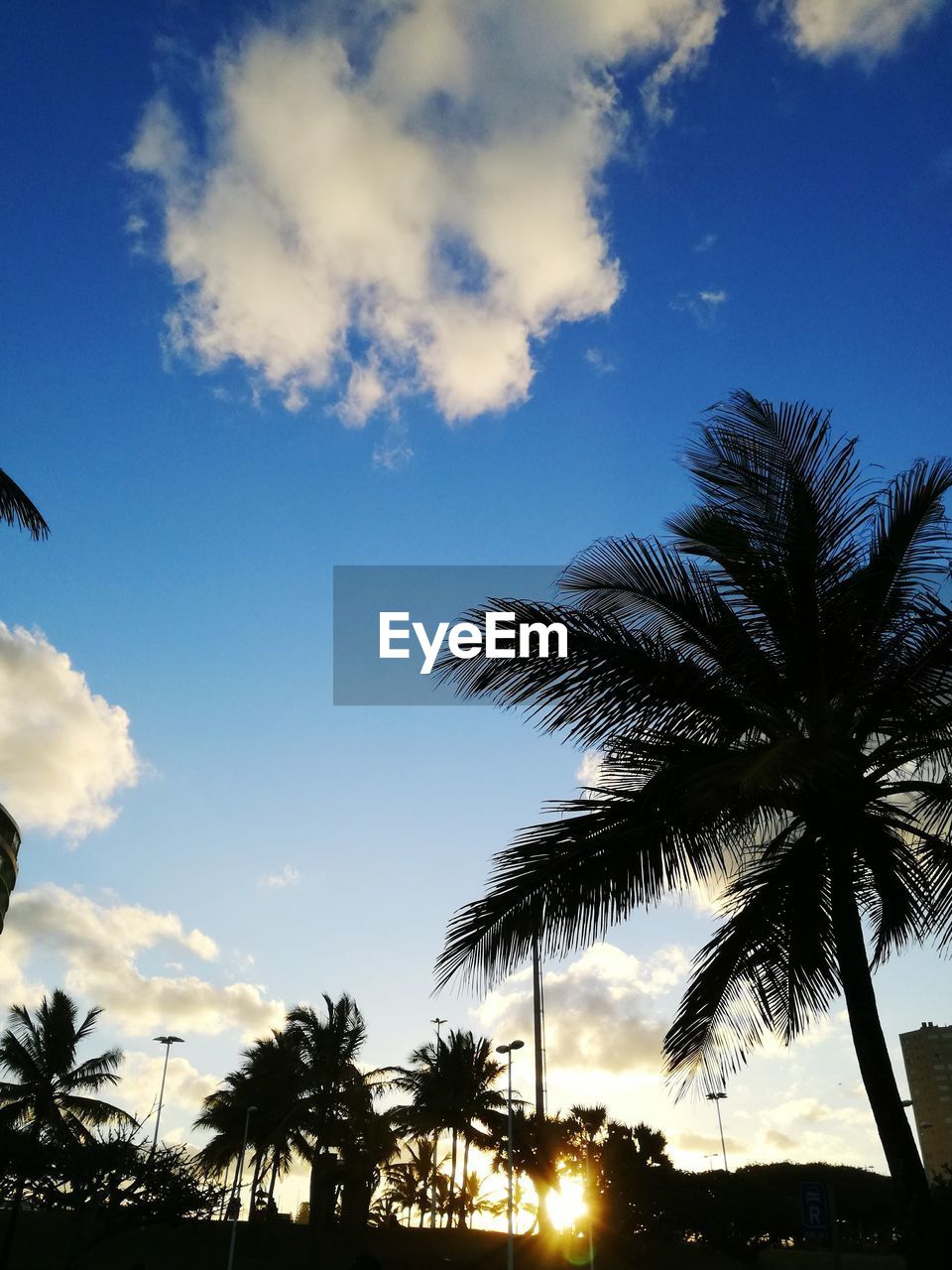 SILHOUETTE PALM TREES AGAINST SKY DURING SUNSET