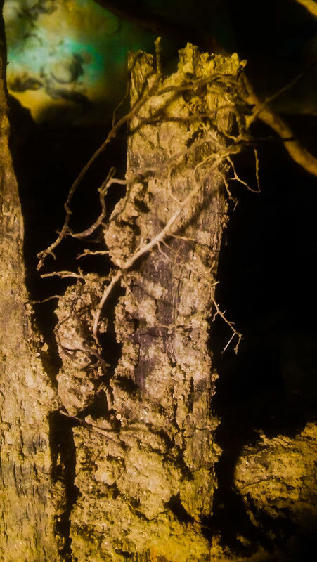 CLOSE-UP OF TREE