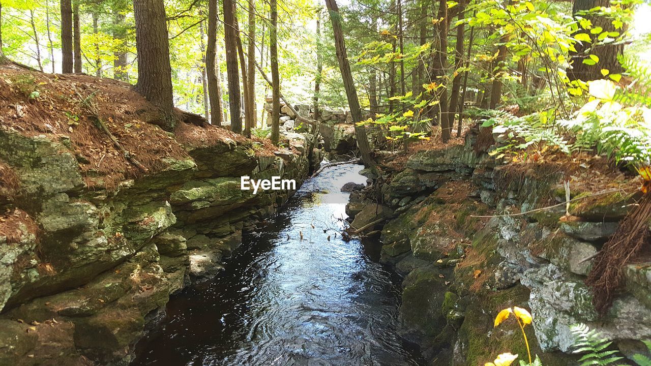 VIEW OF STREAM IN FOREST