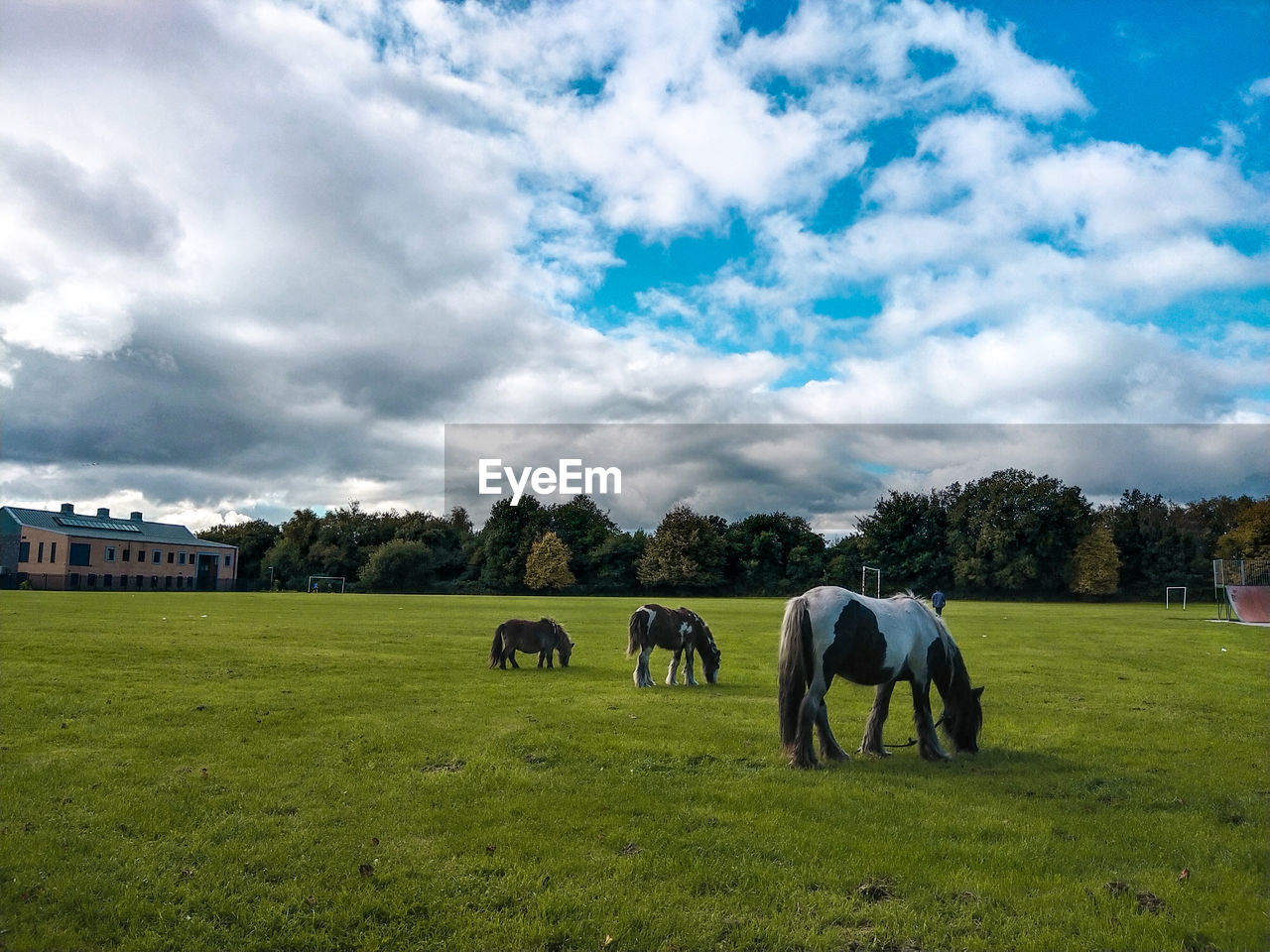 HORSE GRAZING IN FIELD