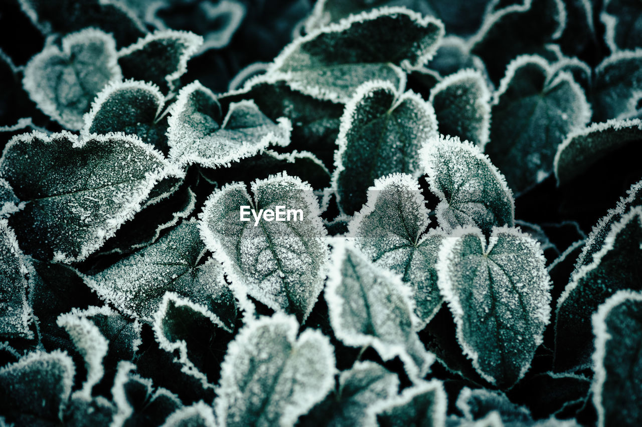 High angle view of frozen plants