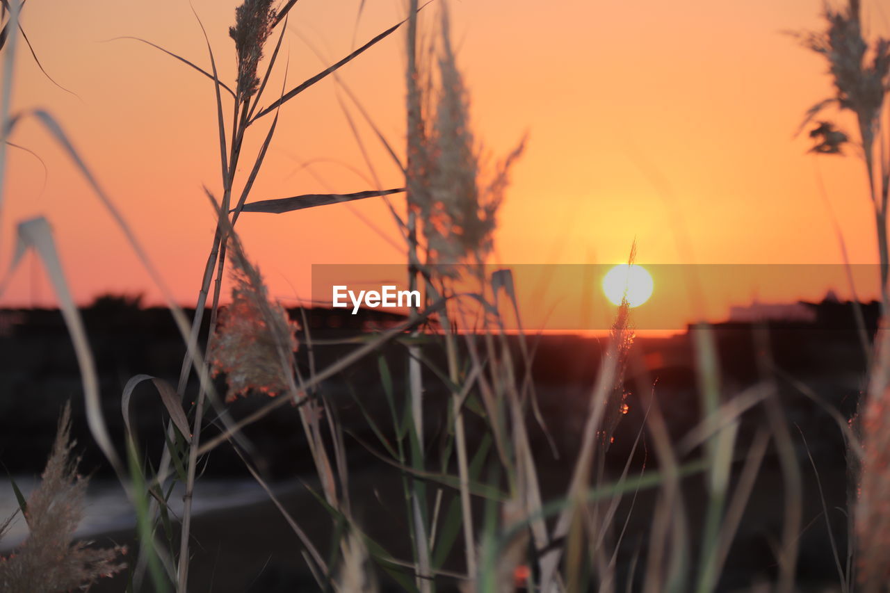 CLOSE-UP OF STALKS AGAINST ORANGE SKY