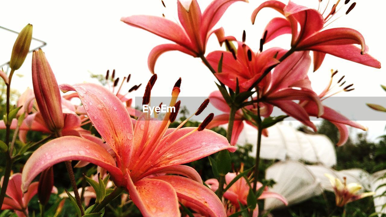 Close-up of wet red lily flowers