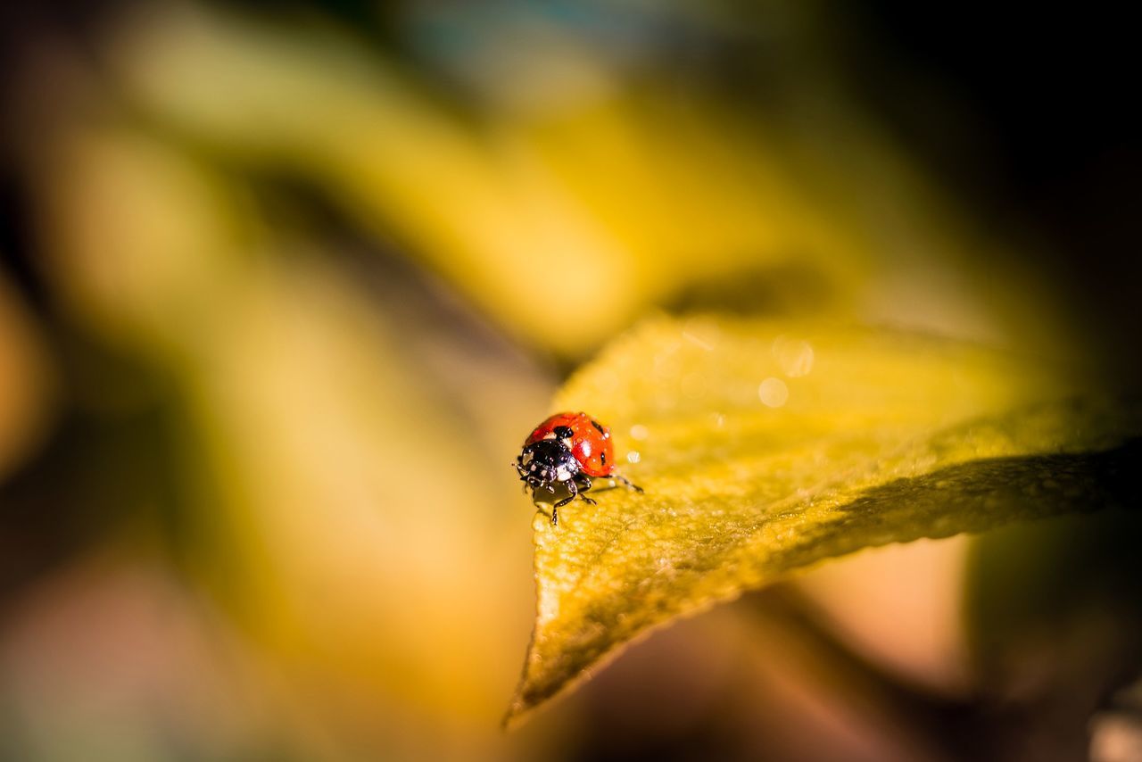 Close-up of ladybug on leaf