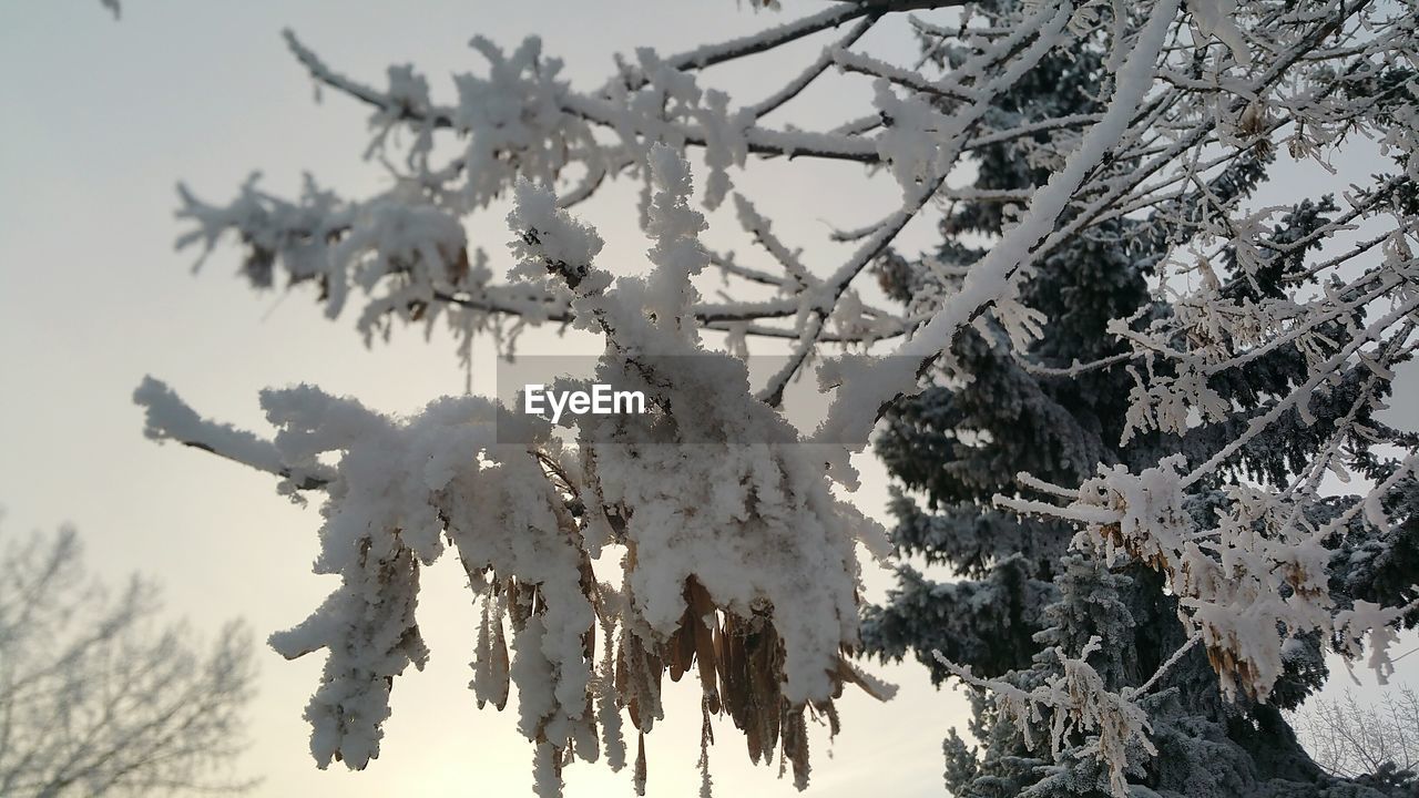 Close-up of frozen tree against sky