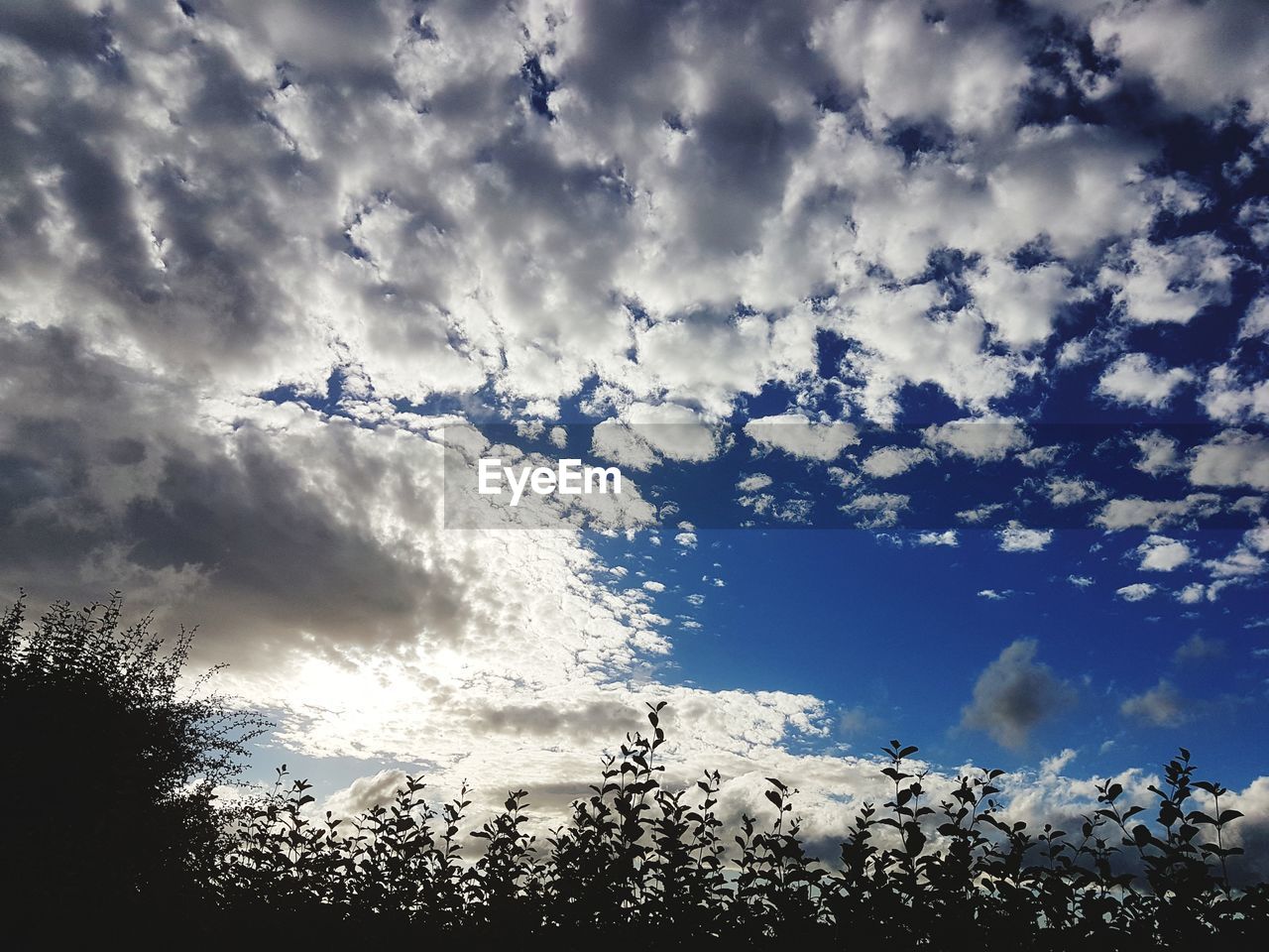 LOW ANGLE VIEW OF SKY AND TREES AGAINST CLOUDY BLUE