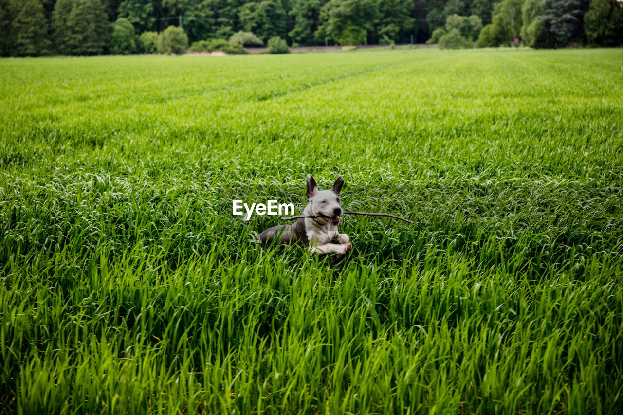 SMALL DOG RUNNING ON GRASS