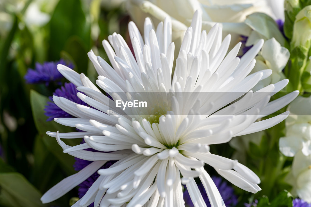 flower, flowering plant, plant, freshness, beauty in nature, fragility, petal, close-up, growth, flower head, inflorescence, nature, white, purple, blossom, focus on foreground, springtime, botany, no people, macro photography, outdoors, pollen, lilac, day, leaf, garden