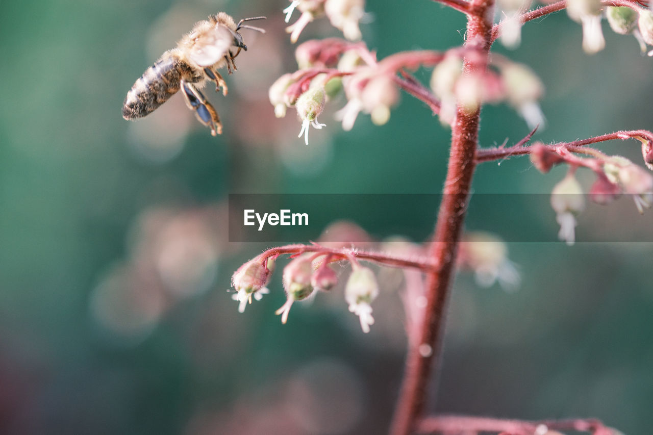 Close-up of bee pollinating flower