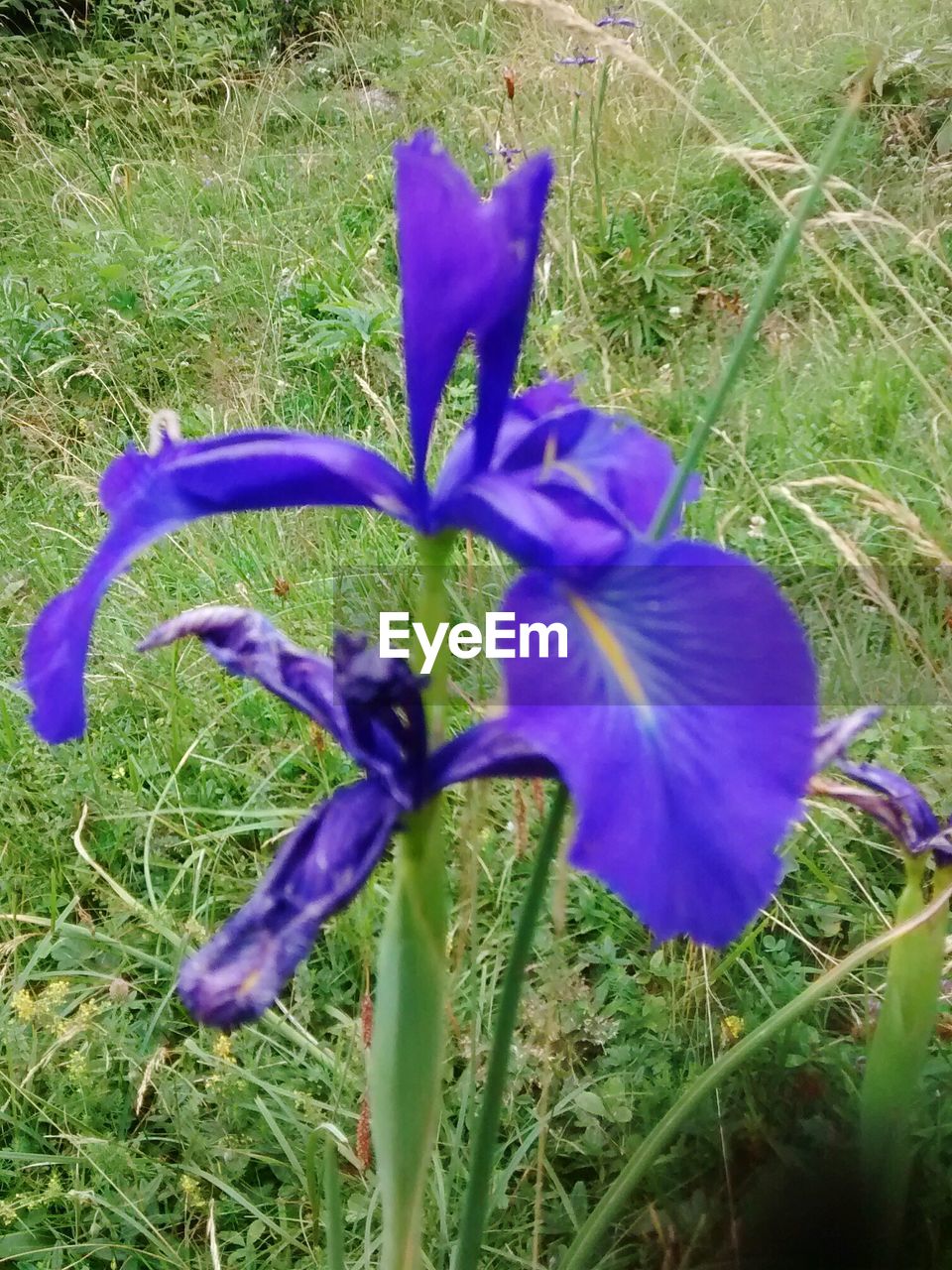 CLOSE-UP OF PURPLE FLOWERS BLOOMING ON FIELD