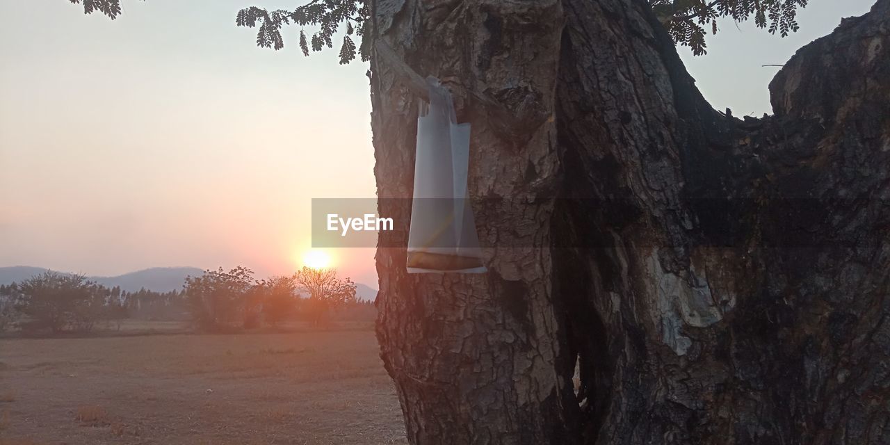 PANORAMIC SHOT OF TREE TRUNK DURING SUNSET