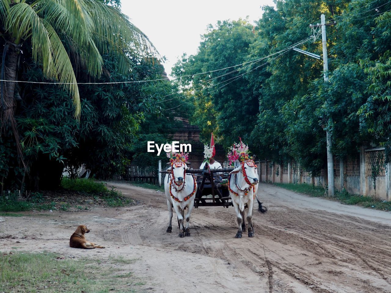 VIEW OF HORSE CART ON TREES