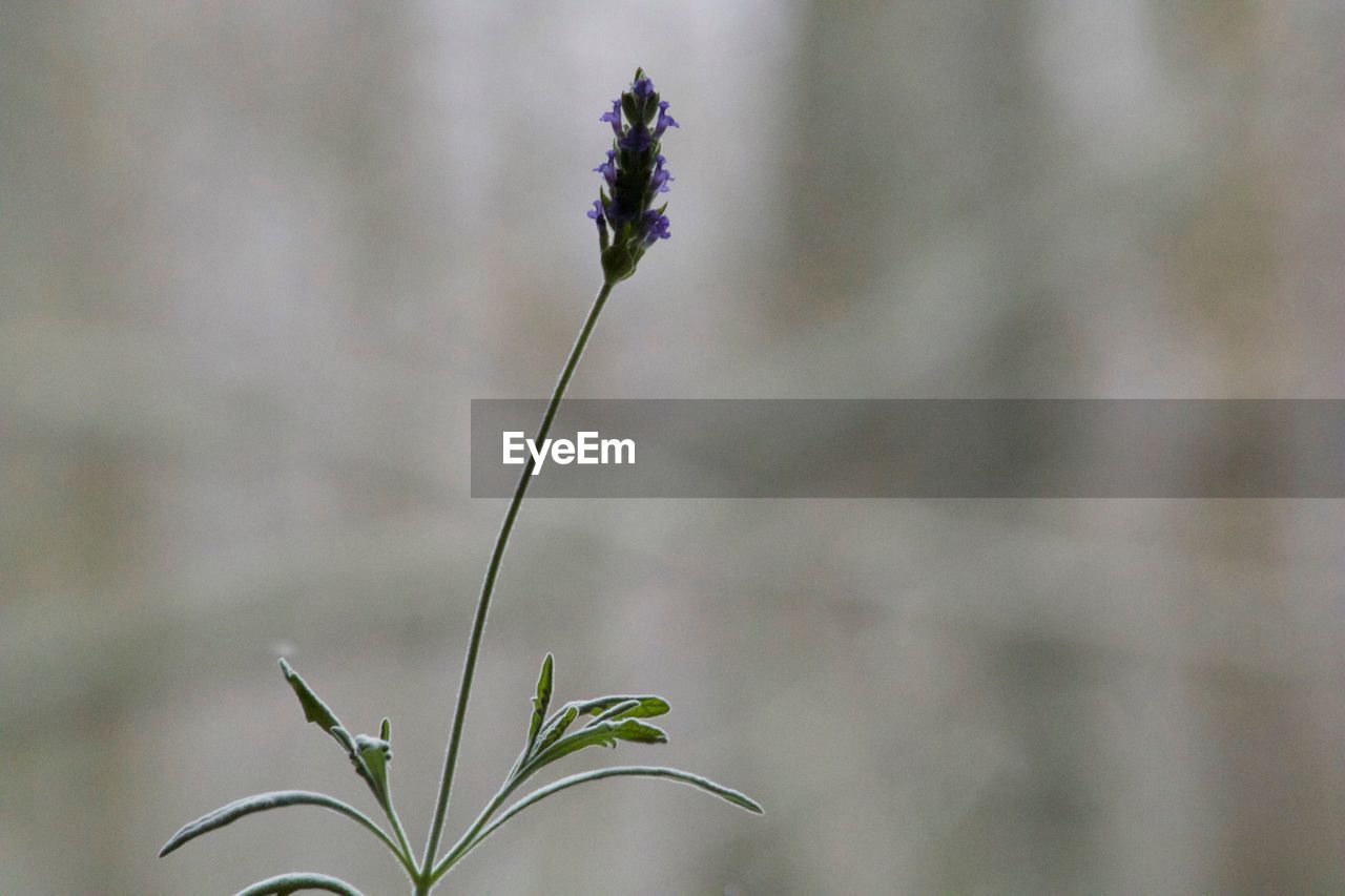 Close-up of flowering plant