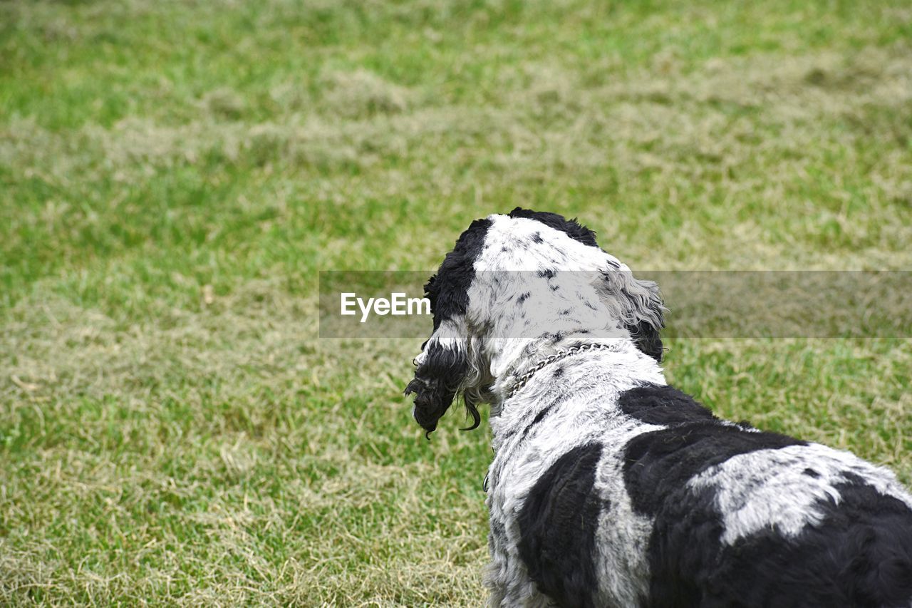 CLOSE-UP OF A DOG LOOKING AWAY