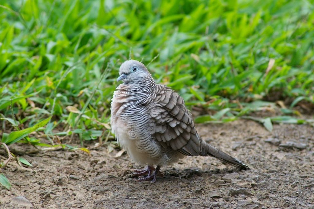 animal themes, animal, bird, animal wildlife, wildlife, one animal, nature, beak, land, parakeet, plant, full length, no people, falcon, bird of prey, outdoors, grass, beauty in nature, focus on foreground, environment, feather, green, day