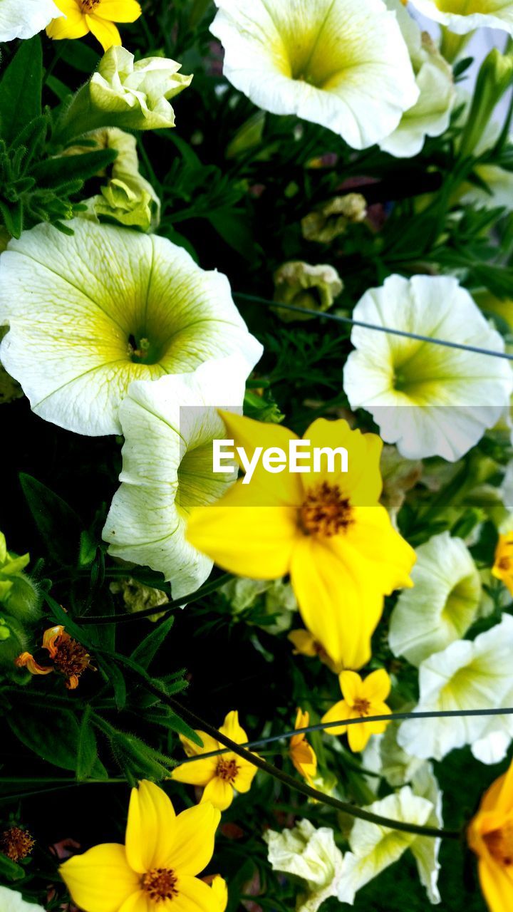 CLOSE-UP OF YELLOW FLOWERS BLOOMING