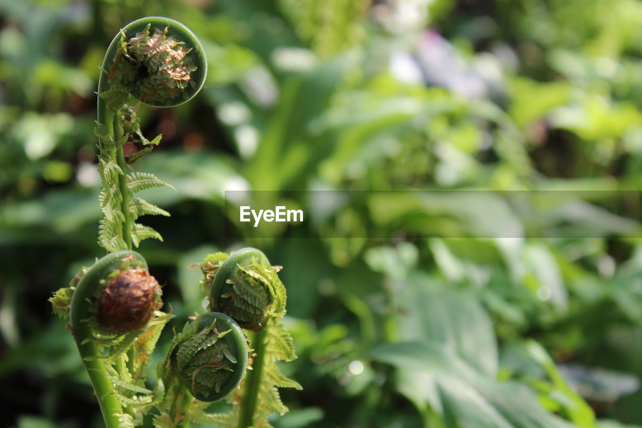 Close-up of fern plants in park