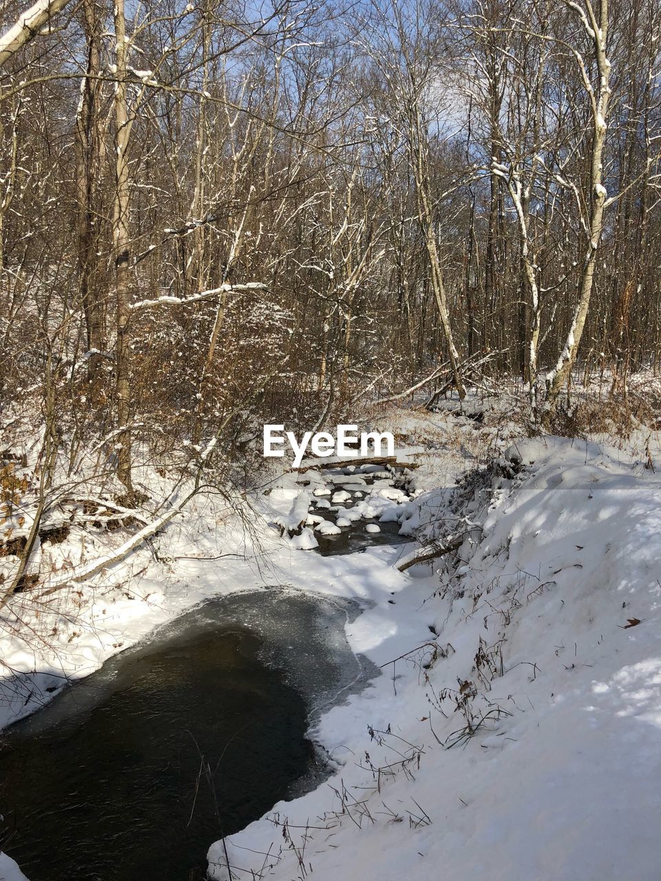 SCENIC VIEW OF RIVER IN FOREST