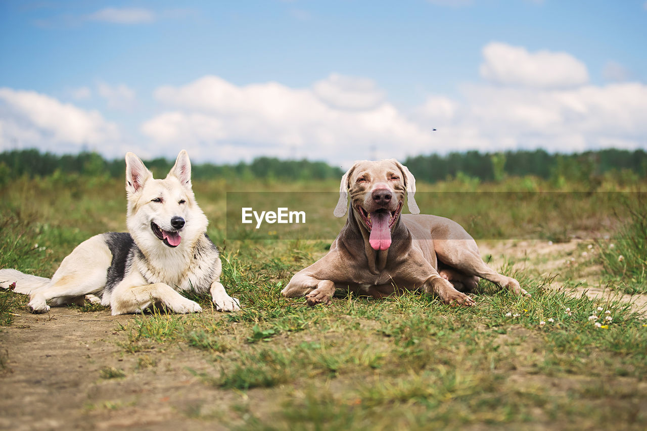 DOGS SITTING ON FIELD