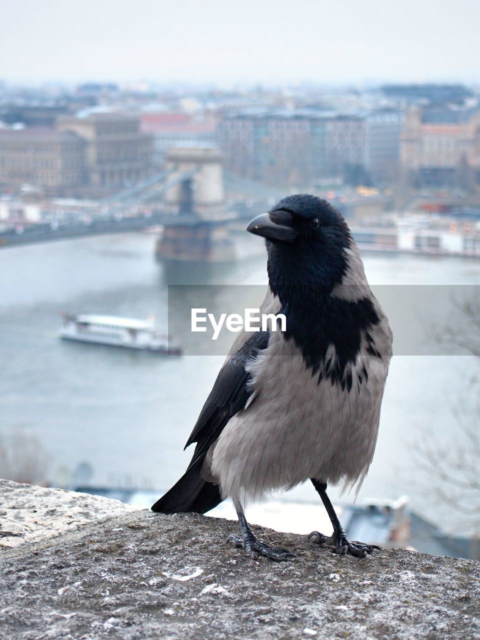 BIRD PERCHING ON RIVERBANK